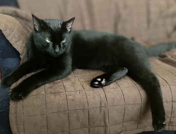 Portrait of black cat on sofa