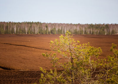 A peat harvest area in swamp in spring