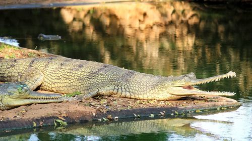 Close-up of crocodile in river