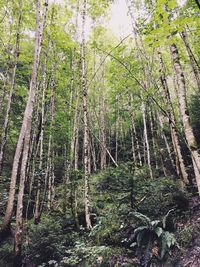 Trees in forest against sky