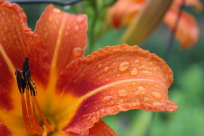 Close-up of wet orange flower