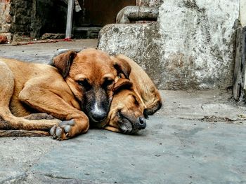 Portrait of dog relaxing outdoors