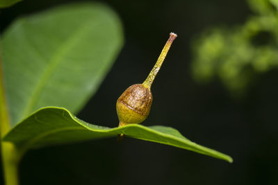 Close-up of small lizard on leaf