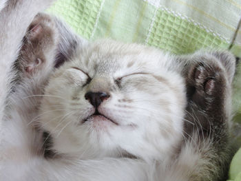 Close-up of cat sleeping