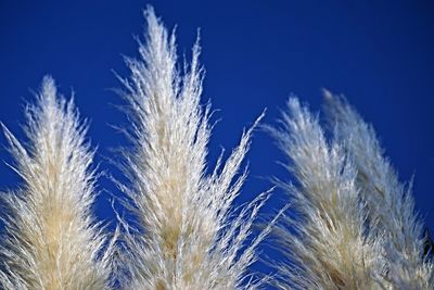 Low angle view of plants against blue sky