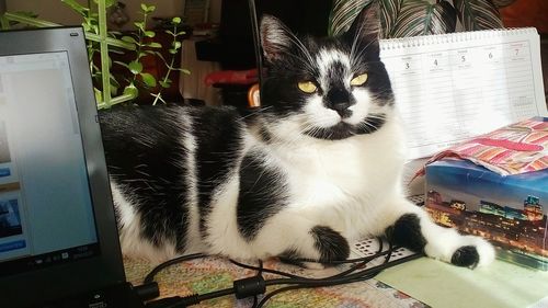 Cat resting on bed