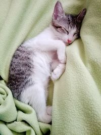 Close-up of cat sleeping on bed