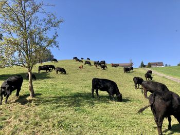 Cows grazing in a field