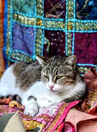 Portrait of cat sitting on carpet