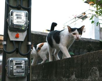 Portrait of a cat