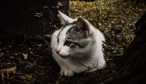 Close-up of a cat looking away