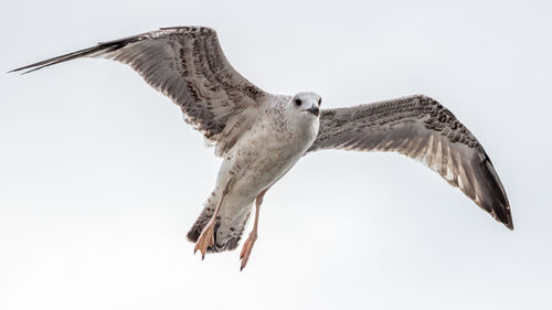 Low angle view of seagull flying against clear sky