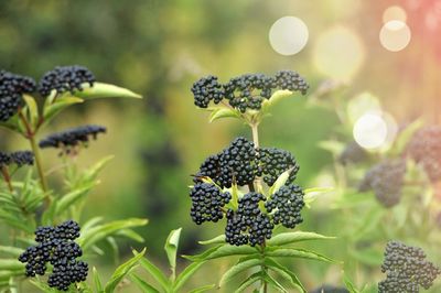 Close-up of blackberries growing on plant