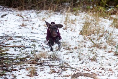 Dog running on snow covered field