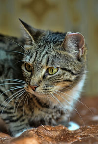 Close-up of a cat looking away