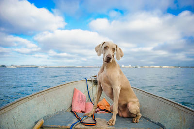 Weimaraner in boat on sea against sky