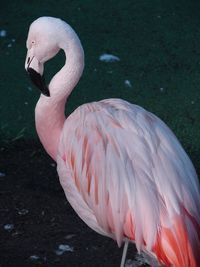 Close-up of swan in water