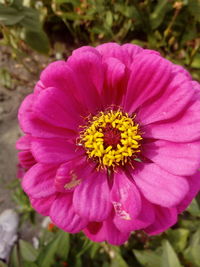 Close-up of yellow flower blooming outdoors