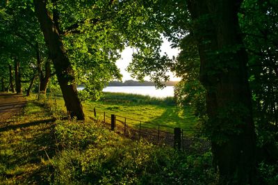 Trees growing on field