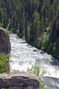 Stream flowing through rocks in forest