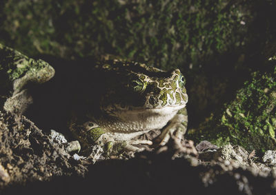 Close-up of frog on rock