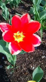 High angle view of red flower blooming on field