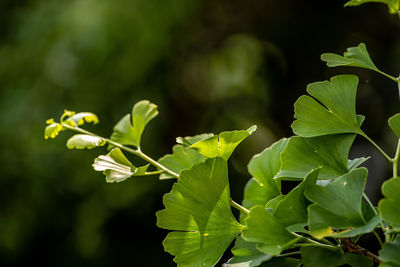 Close-up of green leaves