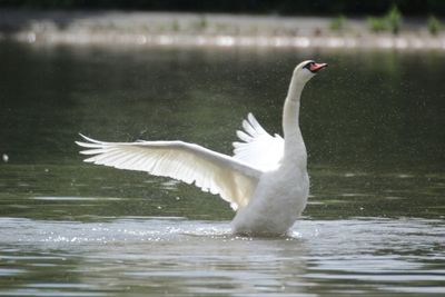 Bird flying over lake