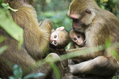 Close-up of monkey