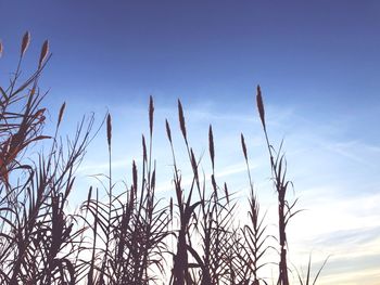 Low angle view of plants growing on field against sky