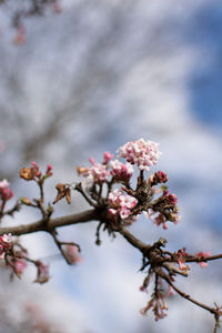 Close-up of cherry blossoms in spring