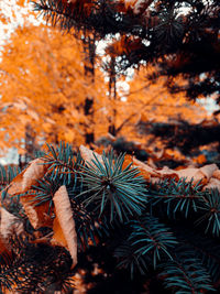 Close-up of pine tree during autumn
