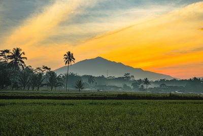 Scenic view of field against sky during sunset