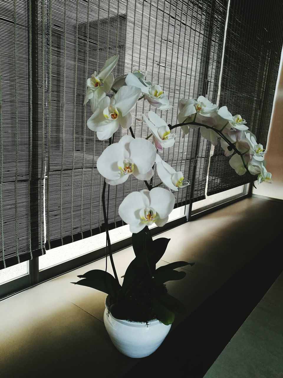 CLOSE-UP OF FLOWER IN WINDOW