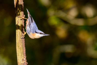 Nuthatch, sitta europaea, climbing down a tree branch