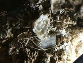 Close-up of coral underwater