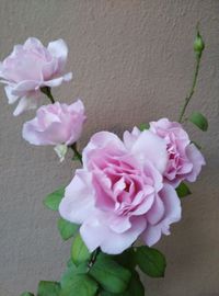 Close-up of pink flowers