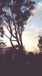 Silhouette of trees at sunset