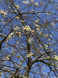 Low angle view of flowering tree against blue sky