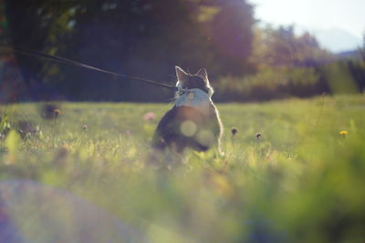 Cat on a leash with harness sitting in grass looking into distance. vintage look.