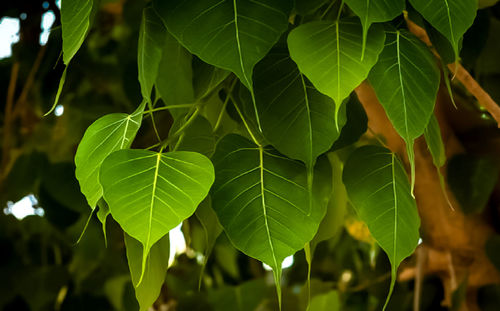 Close-up of leaves against blurred background