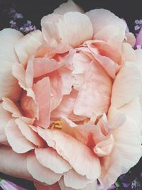 Close-up of pink roses