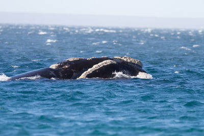 View of turtle in sea