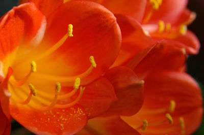 Close-up of red orange flower