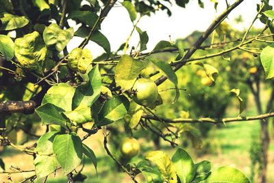 Low angle view of fruits on tree