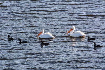 Ducks in a lake