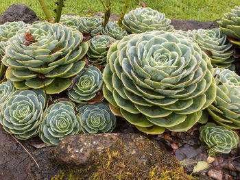 Close-up of succulent plant