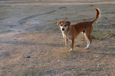 Portrait of dog running on field