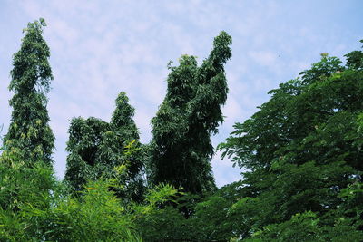 Low angle view of trees against sky