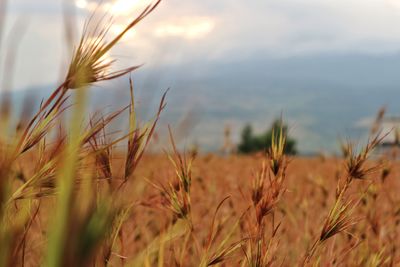 Close-up of wheat field against sky